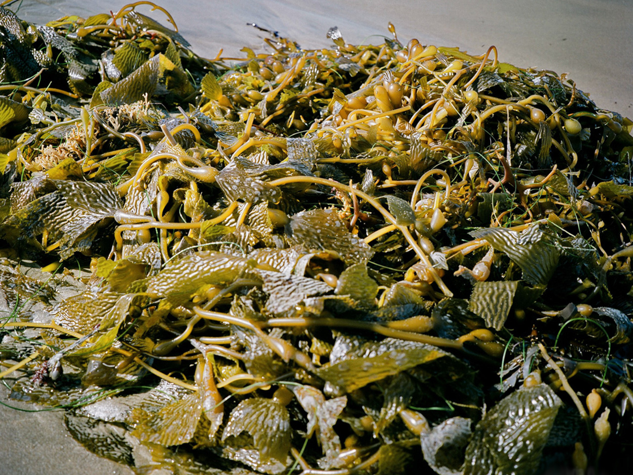 海藻精,泡叶藻