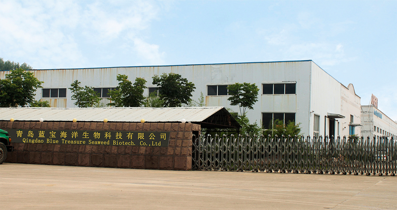 Professional Seaweed Extract Manufacturer-Qingdao Blue Treasure Seaweed  Biotech. Co., Ltd