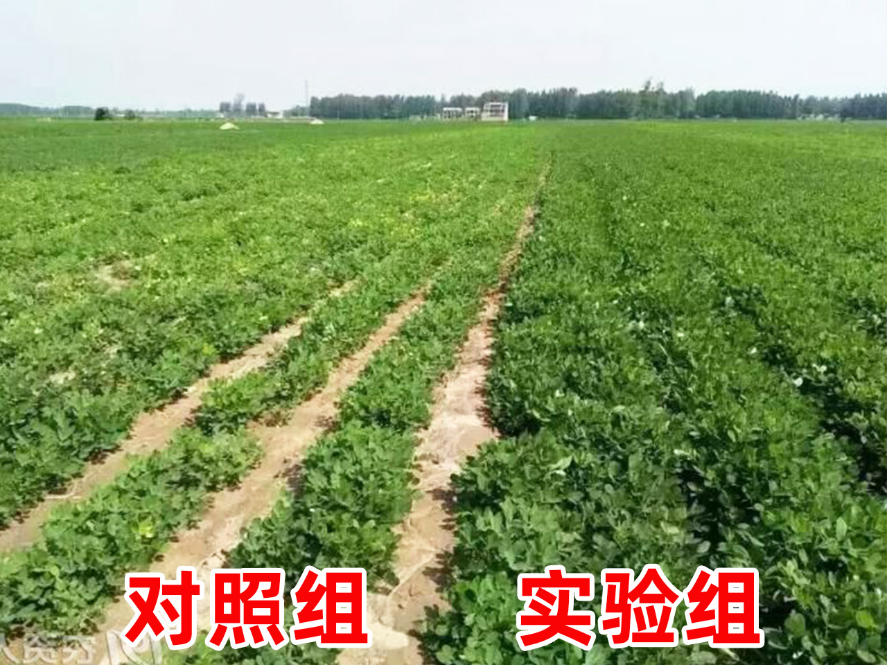 有机肥,海藻精